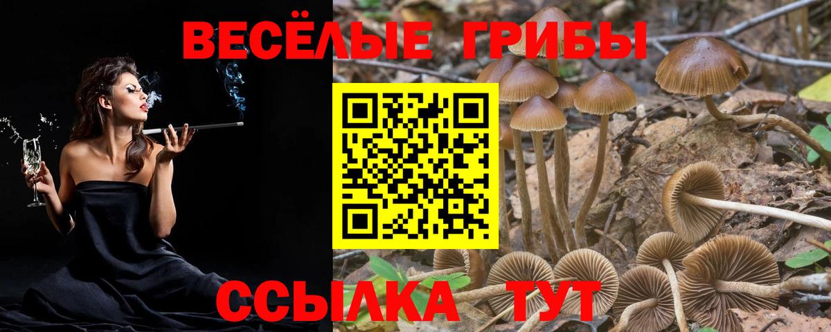Псилоцибиновые грибы Cubensis Ишим